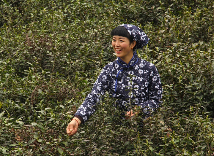 天鹅芭热门11